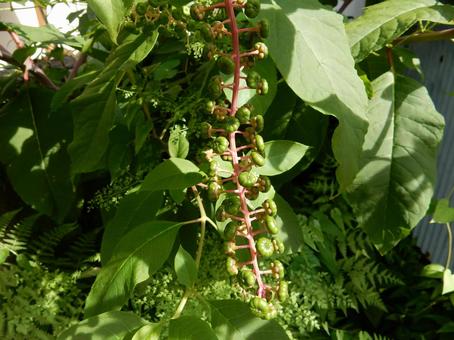 【植物写真】ヨウシュヤマゴボウ 【植物写真】ヨウシュヤマゴボウの写真