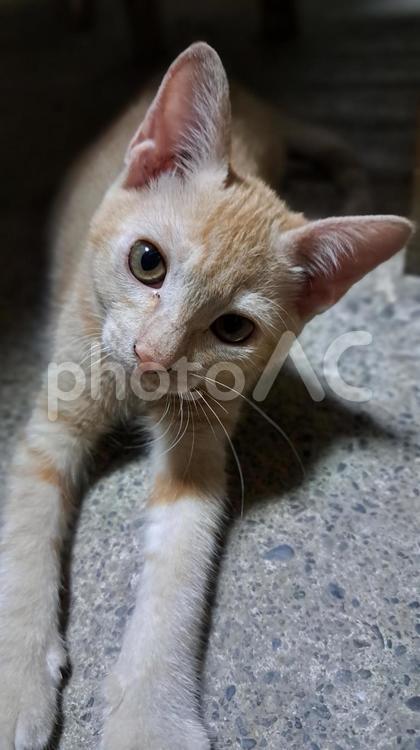 めすねこイチゴのいっちゃん くつろぐ,甘えん坊,やんちゃの写真素材