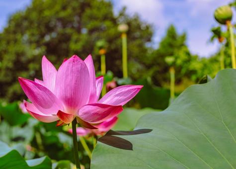 古代ハスの花6ー33 古代ハスの花6ー33の写真