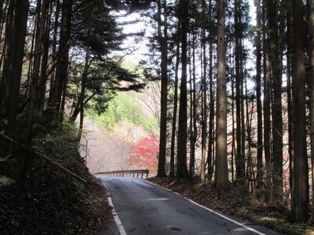 山中の道の写真