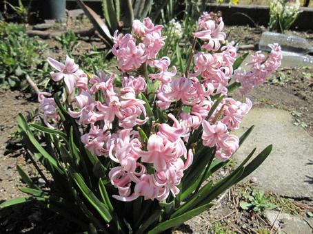 ヒヤシンス・ヒアシンス　咲く風景 ヒヤシンス,球根植物,壁紙の写真素材