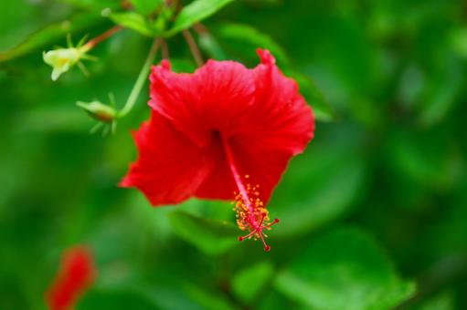 ハイビスカスの写真