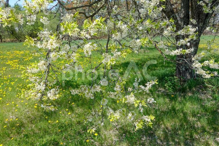ズミの木の花 ズミの木,ズミ,花の写真素材