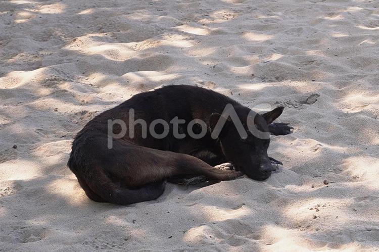 木漏れ日の中で寝ている黒い犬 犬,昼寝,黒の写真素材