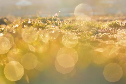 朝日が差し込む芝生と表面の水滴の写真