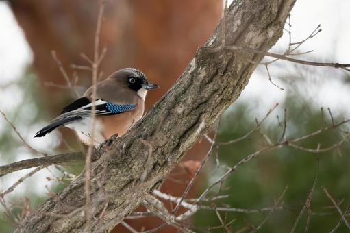 カケス⑷ カケス⑷ 野鳥,カケス,鳥類の写真素材
