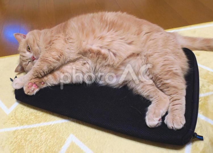 うちのネコさま　PCバッグの上でお昼寝 ネコ,猫,昼寝の写真素材