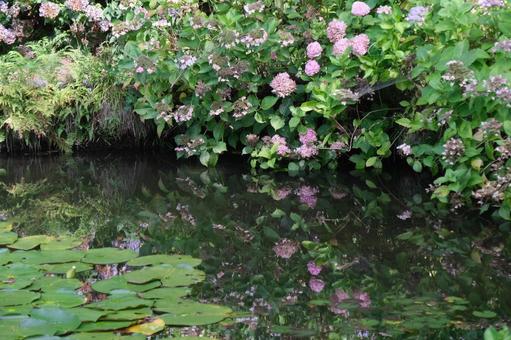 紫陽花 紫陽花の写真