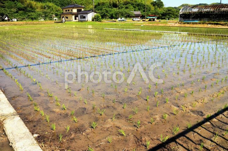 田植え後の水田 水田,田植え,田植え後の写真素材