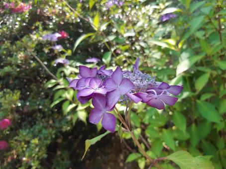 紫のアジサイ03 紫陽花,アジサイ,花の写真素材