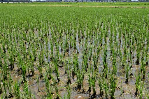 田植え１ヶ月後の水田 田植え１ヶ月後,１ヶ月後の水田,１ヶ月後の写真素材