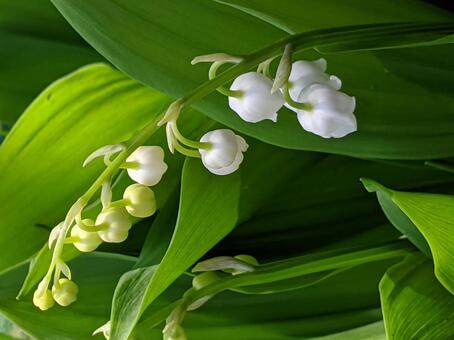 スズラン・鈴蘭のマクロ写真 自然風景,美しい,愛されるの写真素材