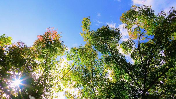 Summer Sunshine 2, JPG