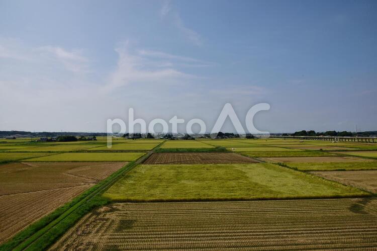 収穫の時期の田んぼの風景 日本,植物,田んぼの写真素材
