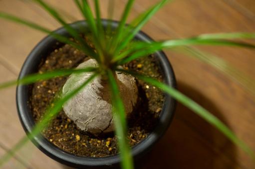 植物のある生活の写真