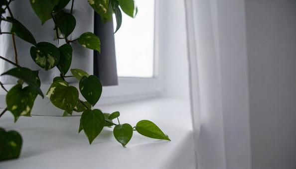 レースのカーテンとアイビーの観葉植物 レースのカーテンとアイビーの観葉植物の写真