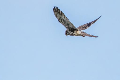 チョウゲンボウ(59)の写真