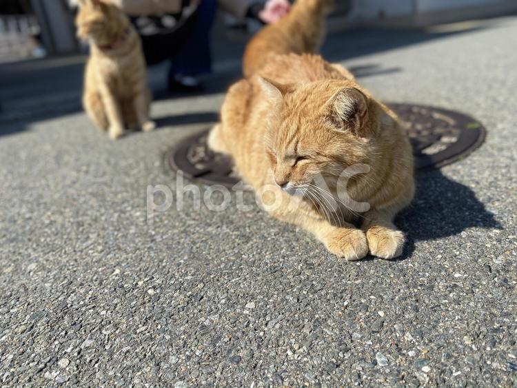 道路の真ん中で日向ぼっこ中に寝そうな猫 猫,ネコ,ねこの写真素材
