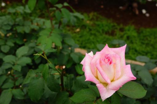 Jindai Botanical Gardens Rose Garden, JPG
