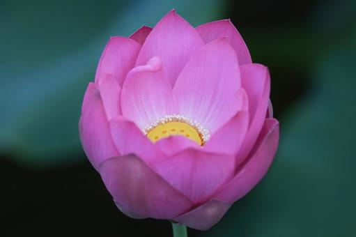 ハス（蓮）の写真