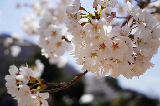 桜の季節 桜の季節の写真