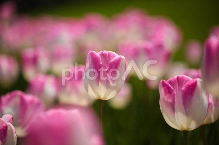 咲いた咲いた 自然,風景,季節の写真素材