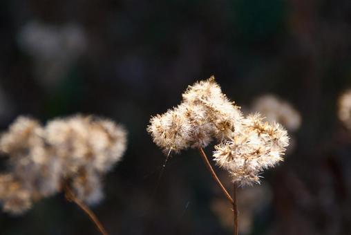 枯れ草 枯れ草の写真