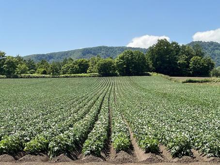 夏のジャガイモ畑 夏のジャガイモ畑 栽培,土,山の写真素材