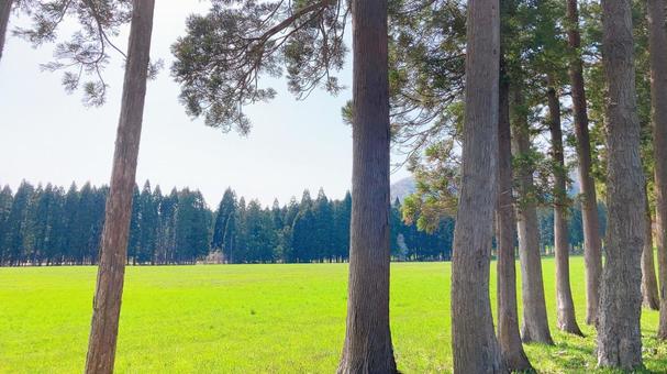 草原と木 草原,北海道,自然の写真素材