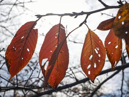 光を透かす桜葉の紅葉美 紅葉,桜,葉の写真素材