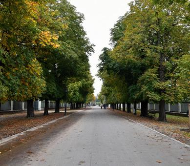 Autumnal avenues and fallen leaves in Vienna, Europe, JPG Autumnal avenues and fallen leaves in Vienna, Europe, JPG