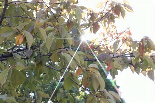 太陽の木漏れ日 太陽,光,太陽の陽の写真素材