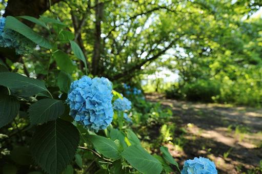 Photo, hiking, the scenery, hydrangea, 