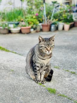 The gaze of a brown tabby cat standing in the garden, JPG The gaze of a brown tabby cat standing in the garden, JPG