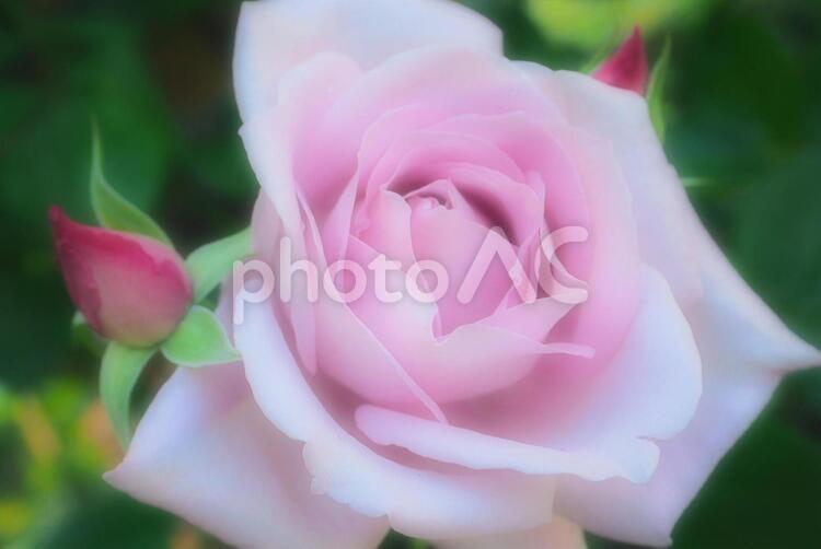 愛されて嬉しい心の色になる。 花,バラ,植物の写真素材