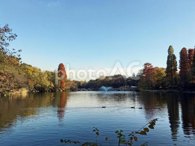 井の頭公園（井の頭池） 水辺,水鳥,散策の写真素材