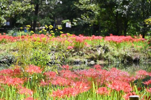 彼岸花2 彼岸花2の写真