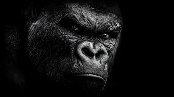 獣の迫力を捉えたゴリラのアップ 獣の迫力を捉えたゴリラのアップの写真