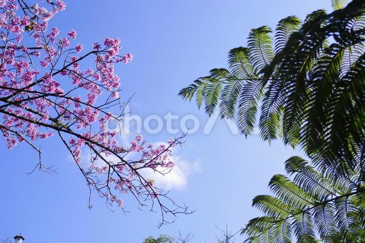 桜と南国っぽい植物 桜,寒緋桜,沖縄の写真素材