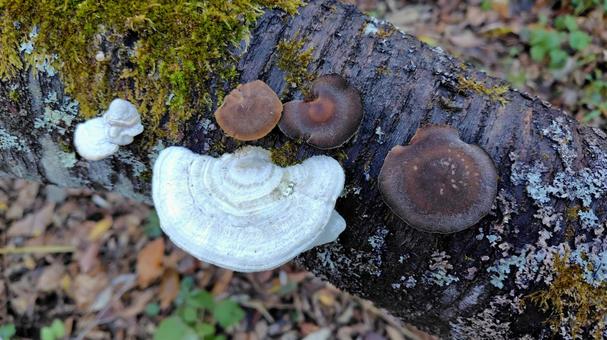 白と茶色のキノコ キノコ,木,コケの写真素材