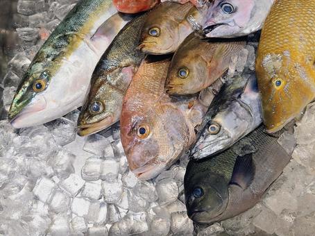 鮮魚 鮮魚の写真