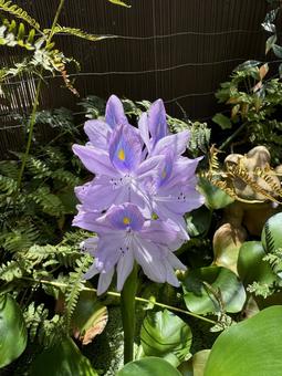 ホテイアオイの写真