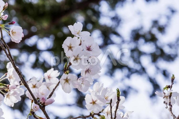 へんび神社の桜3（田原市） 桜,サクラ,田原市の写真素材