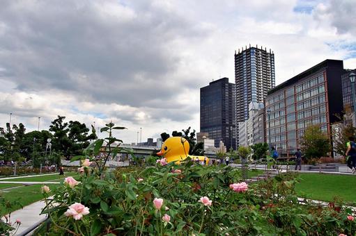 休日の中之島公園の風景 休日の中之島公園の風景の写真