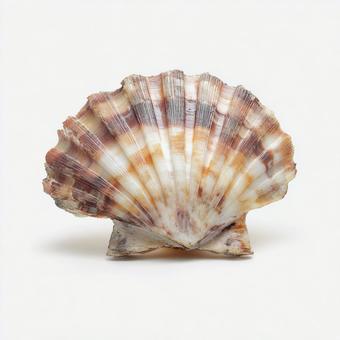 白背景に佇む美しいホタテの貝殻の写真