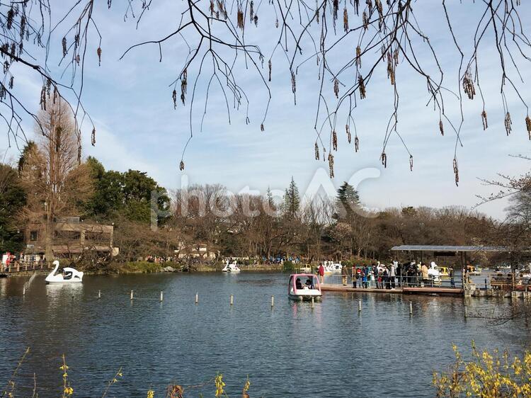 井の頭公園（井の頭池） 井の頭公園,井の頭恩賜公園,武蔵野市の写真素材