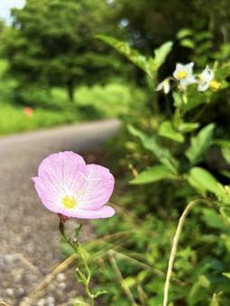 Roadside blooming Hiruzatsukimisou, JPG