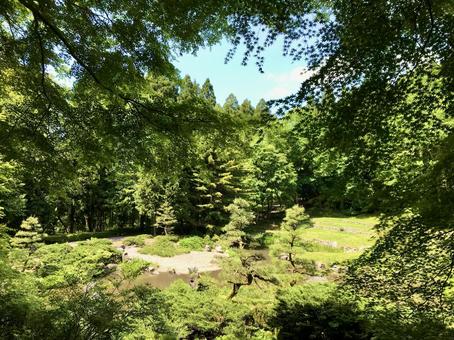 森の中の広場 森の中の広場 森,森林,自然の写真素材