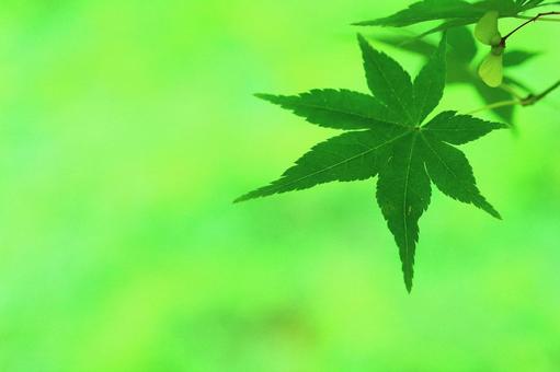 モミジ　青モミジ　青葉　若葉　新緑 モミジ,青モミジ,青葉の写真素材