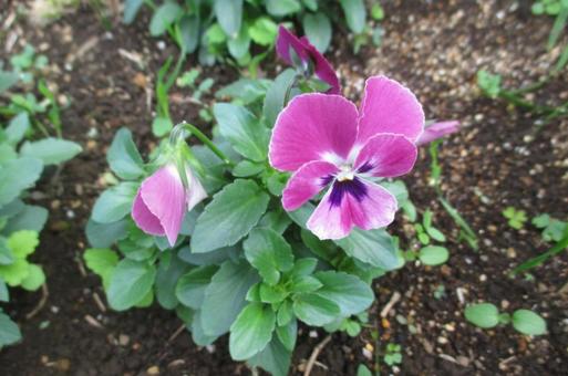 パンジーの写真